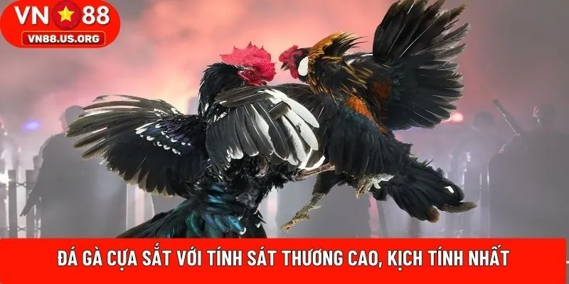 Đá gà cựa sắt