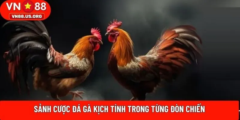 Sảnh cược đá gà kịch tính trong từng đòn chiến